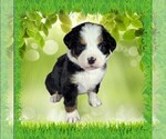 Small Photo #15 Bernese Mountain Dog Puppy For Sale in PEYTON, CO, USA