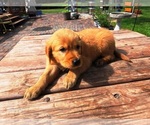 Small #1 Golden Retriever