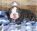 Small Photo #29 Bulldog Puppy For Sale in RIVERSIDE, CA, USA