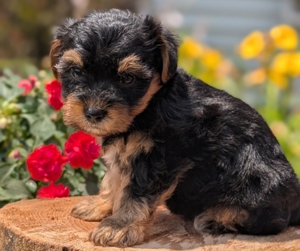Medium Photo #2 Yorkipoo Puppy For Sale in GOSHEN, IN, USA