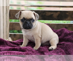 Jug Puppy for sale in SHILOH, OH, USA