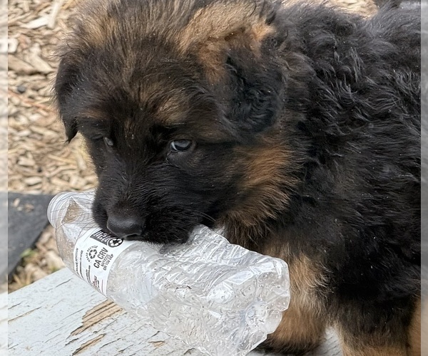 Medium Photo #2 German Shepherd Dog Puppy For Sale in WILDOMAR, CA, USA