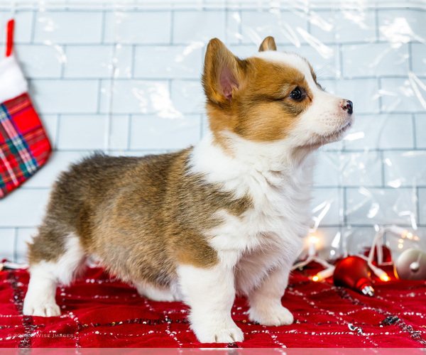 Medium Photo #40 Cardigan Welsh Corgi Puppy For Sale in WAKARUSA, IN, USA