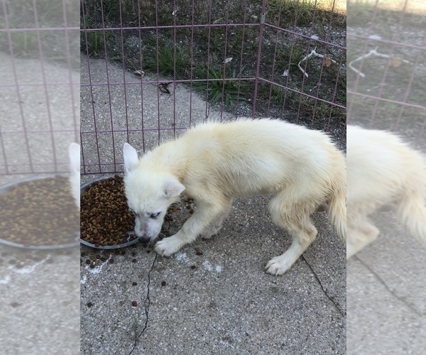 Medium Photo #2 Siberian Husky Puppy For Sale in KELLYVILLE, OK, USA