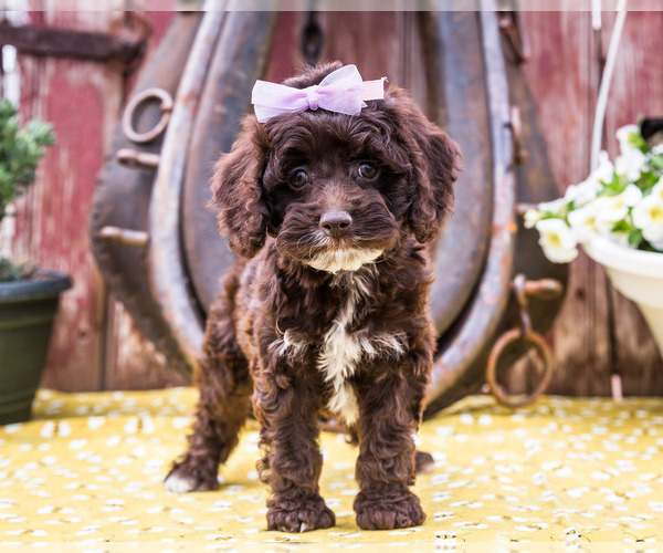 Medium Photo #1 Cockapoo Puppy For Sale in WAKARUSA, IN, USA