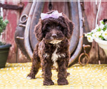 Small Photo #2 Cockapoo Puppy For Sale in WAKARUSA, IN, USA