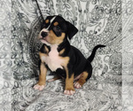 Small Photo #1 American Bully Puppy For Sale in NEWPORT, WA, USA