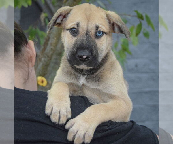 Medium Photo #6 Catahoula Leopard Dog-Labrador Retriever Mix Puppy For Sale in Huntley, IL, USA