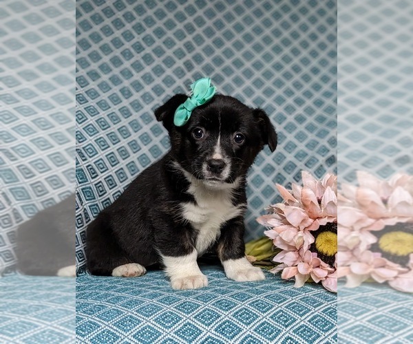 Medium Photo #2 Pembroke Welsh Corgi Puppy For Sale in ELKTON, MD, USA