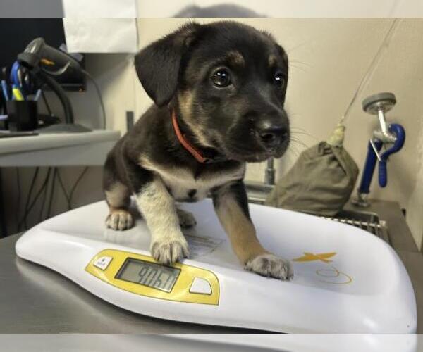 Medium Photo #1 German Shepherd Dog-Unknown Mix Puppy For Sale in Visalia, CA, USA