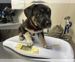 Small German Shepherd Dog Mix