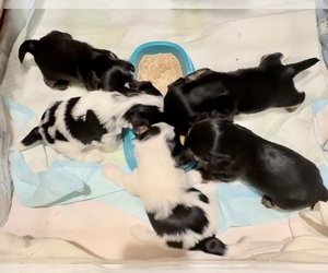 Biewer Yorkie-Shorkie Tzu Mix Puppy for sale in QUINTON, OK, USA