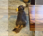 Small #2 Dachshund