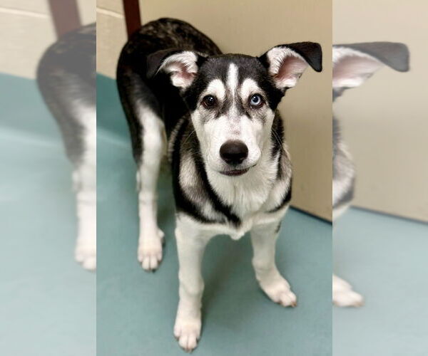 Medium Photo #5 Alaskan Malamute-Great Pyrenees Mix Puppy For Sale in Canton, CT, USA