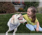 Small #4 Collie-Great Pyrenees Mix