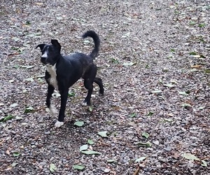 Border Collie Puppy for sale in CASCADE LOCKS, OR, USA