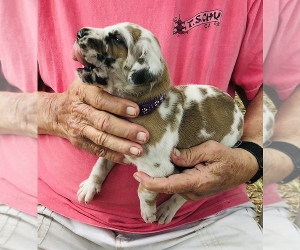 Medium Photo #4 Great Dane Puppy For Sale in THOMSON, GA, USA