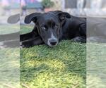 Small #1 German Shepherd Dog Mix