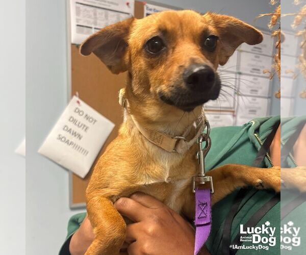 Medium Photo #3 Chiweenie Puppy For Sale in Washington, DC, USA