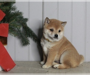 Shiba Inu Puppy for sale in FREDERICKSBURG, OH, USA
