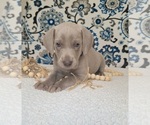 Small #2 Weimaraner