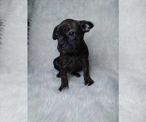 Faux Frenchbo Bulldog Puppy for sale in INDIANAPOLIS, IN, USA