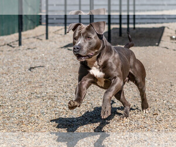 Medium Photo #2 Mutt Puppy For Sale in Hilton Head, SC, USA