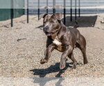 Small #1 Mutt