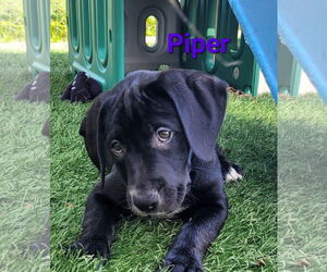 Labrador Retriever-Unknown Mix Dogs for adoption in Des Moines, IA, USA