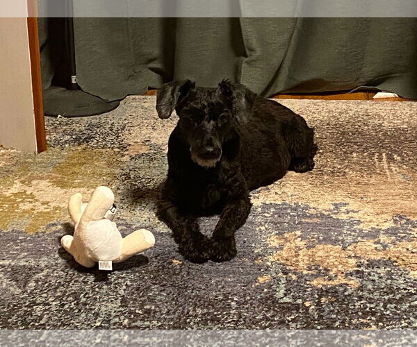 Medium Photo #1 Mutt Puppy For Sale in Horn Lake, MS, USA