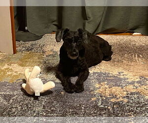 Mutt Dogs for adoption in Horn Lake, MS, USA