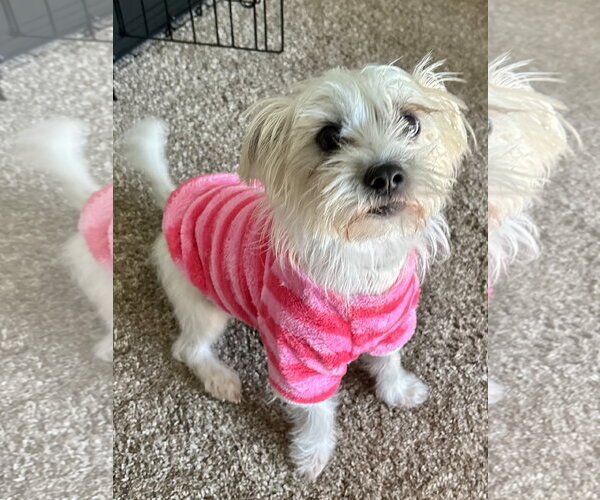 Medium Photo #5 Cairn Terrier-Unknown Mix Puppy For Sale in St. Louis Park, MN, USA