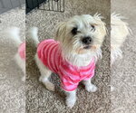 Small Photo #5 Cairn Terrier-Unknown Mix Puppy For Sale in St. Louis Park, MN, USA