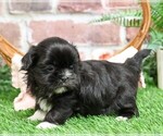 Small #4 Shih Tzu