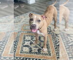 Small #17 American Pit Bull Terrier-Labrador Retriever Mix