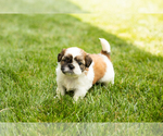 Small #2 Shih Tzu