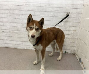 Siberian Husky Dogs for adoption in San Bernardino, CA, USA