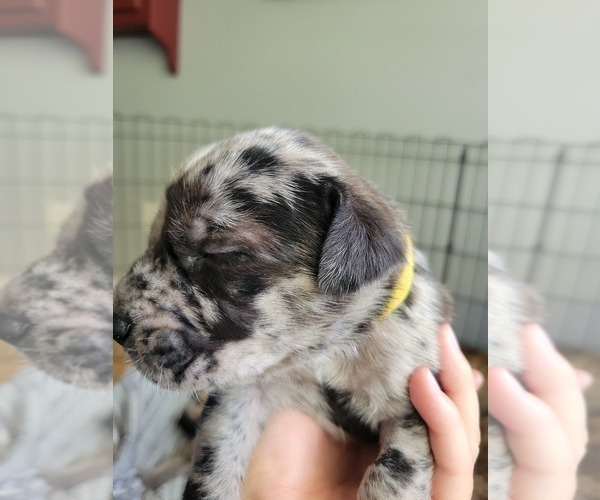 Medium Photo #27 Daniff-Neapolitan Mastiff Mix Puppy For Sale in MONTEVIEW, ID, USA