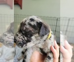 Small Photo #27 Daniff-Neapolitan Mastiff Mix Puppy For Sale in MONTEVIEW, ID, USA