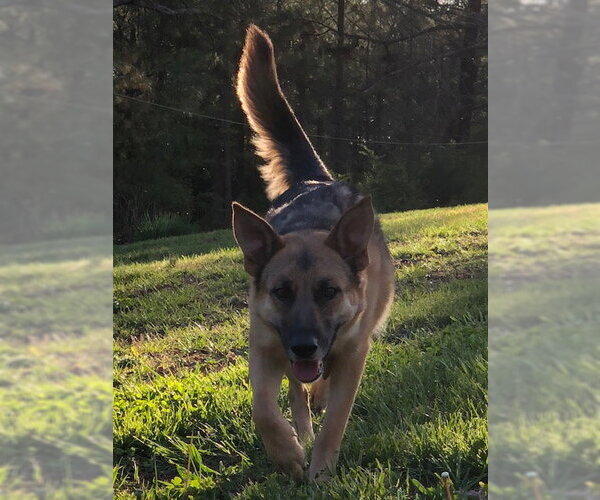 Medium Photo #10 German Shepherd Dog Puppy For Sale in New Hill, NC, USA