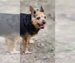 Small Mutt