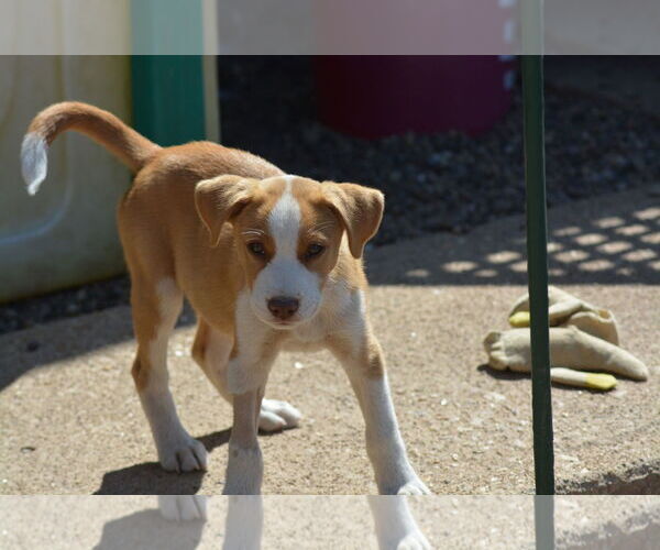 Medium Photo #6 Boxer Puppy For Sale in Poplar Bluff, MO, USA