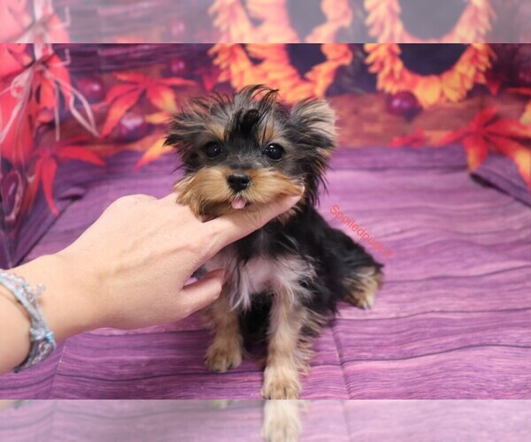 Medium Photo #3 Yorkshire Terrier Puppy For Sale in LAS VEGAS, NV, USA