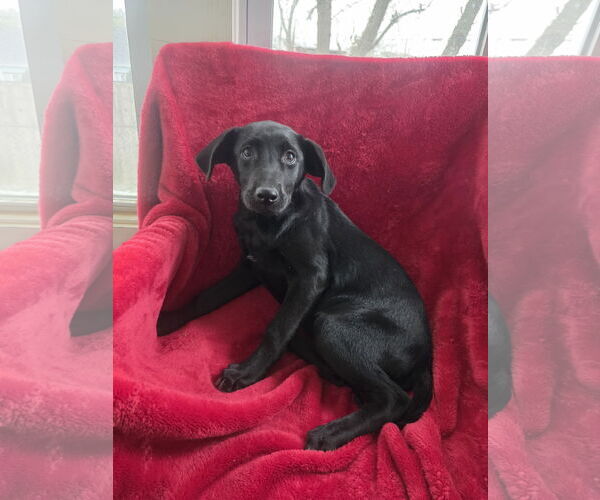 Medium Photo #3 Labrador Retriever-Unknown Mix Puppy For Sale in SHERBURNE, NY, USA