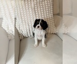 Small #1 Cavalier King Charles Spaniel