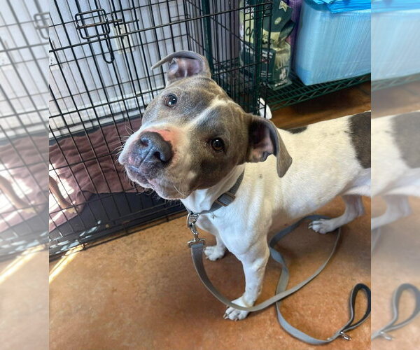 Medium Photo #3 Mutt Puppy For Sale in Bolivar, MO, USA