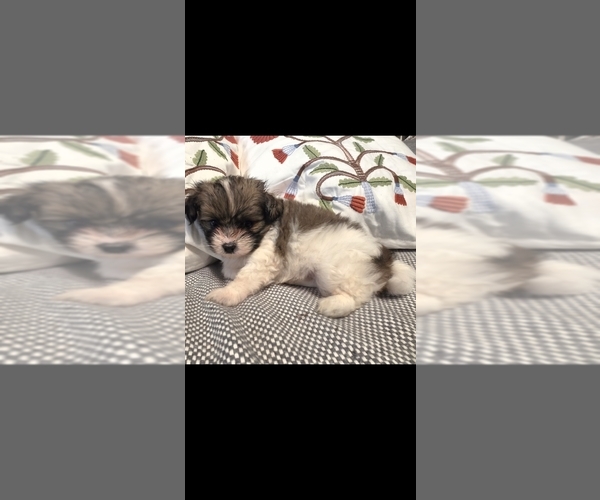 Medium Photo #3 Maltipom Puppy For Sale in HUDSON, MA, USA