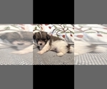 Small #2 Maltipom