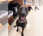 Small #2 American Pit Bull Terrier Mix