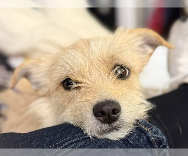 Medium Photo #2 Mutt Puppy For Sale in Bellevue, WA, USA